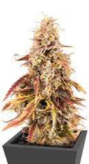 Apricot Auto fem (FastBuds) семена конопли