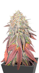 King's Juice(Green House Seeds) семена конопли