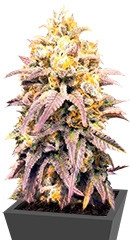 Critical Super Silver Haze fem (Delicious Seeds) семена конопли