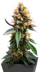Jack Herer fem (Seedkeepers) семена марихуаны