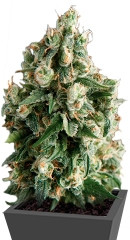 Auto Lennon fem (Pyramid Seeds) семена конопли
