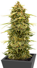 Original Auto Skunk fem (FastBuds) семена конопли