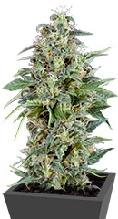 Auto Kryptonite fem (Pyramid Seeds) семена конопли