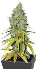 Raspberry Cough fem (Nirvana Seeds) семена конопли