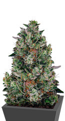 Glookies fem (Barney's Farm) семена конопли