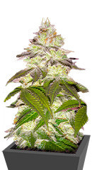Milky Dreams fem (Green House Seeds) семена конопли
