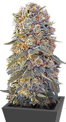 Sweet Critical fem (00 Seeds) семена конопли