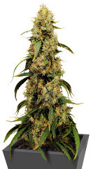 Jamnesia Haze fem (Dr. Krippling Seeds) семена конопли