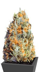 Fully Loaded Auto fem (Heavyweight Seeds) семена конопли