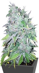 AK 48 reg (Nirvana Seeds) семена конопли