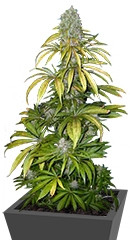 Chrystal fem (Nirvana Seeds) семена конопли