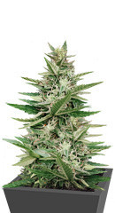 Purple Haze Auto fem (Original Sensible Seeds) семена конопли
