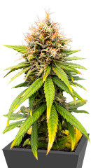 Lemon Drizzle fem (Barney's Farm) семена конопли