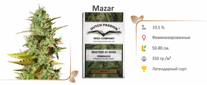 Mazar Mazar
