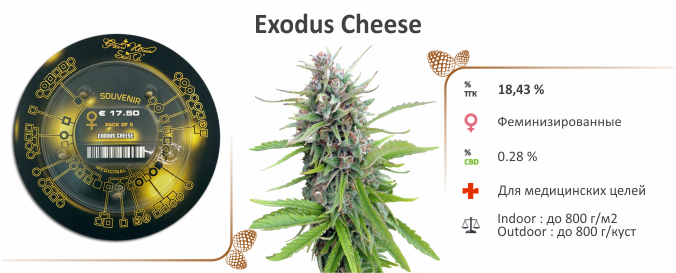 Exodus Cheese Сорт Exodus Cheese