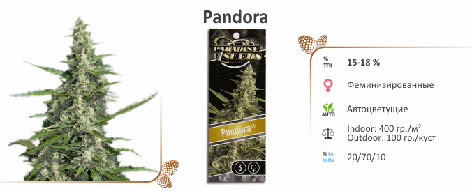 Pandora Pandora